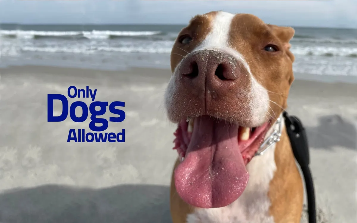 A joyful dog's face fills the foreground, with a sunny beach scene in the background and playful 'Only Dogs Allowed' text. The mood is bright and cheerful, emphasizing the pet-friendly aspect of the property and the proximity to the beach.